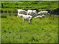 SU4727 : Winchester - Grazing Cows by Chris Talbot