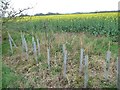 SE3742 : Newly planted stretch of hedge by Christine Johnstone