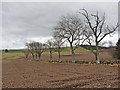 NO3255 : Ploughed field and row of trees, Aucharroch Cottage by Oliver Dixon