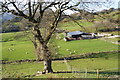 SH6039 : Sheep and cows at Tŷ-obry by Bill Boaden