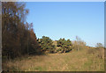 SS8677 : Duneland trees, Merthyr Mawr Warren by eswales