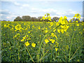 SU5748 : Oilsseed rape (Brassica napus) by Mr Ignavy