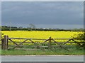 SK1515 : Double gate into oilseed rape field by Christine Johnstone