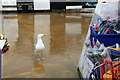 SY3391 : Herring Gull (Larus argentatus) by Christine Matthews