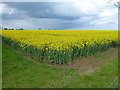 TF0604 : Corner of a rape field near Burghley Park, Stamford by Richard Humphrey