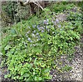 SJ9494 : Blue and White Bells by Gerald England