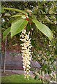 SK4833 : Bird Cherry (Prunus padus) blossom by David Lally