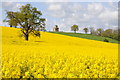 SO8644 : The Panorama Tower and oilseed rape bloom by Philip Halling