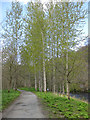 SE0755 : Poplars beside the River Wharfe by Pauline E