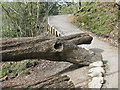 SE0754 : Money trees by the footpath by Pauline E