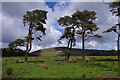 SD5745 : Scots pines near Bleasdale church by Ian Taylor