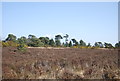 TQ4630 : Heather, Ashdown Forest by N Chadwick