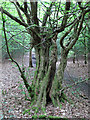 TQ4894 : Moss on hornbeam with split trunk by Roger Jones