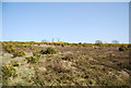 TQ4729 : Heather and gorse by N Chadwick