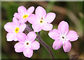 NJ1152 : Wood Forget-me-not (Myosotis sylvatica) by Anne Burgess