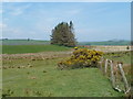 SN9281 : Open upland rough grazing by Andrew Hill