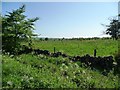 SK0251 : Very young plantation or tree nursery by Christine Johnstone