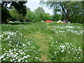 TQ3176 : Ox eye daisies in the Nature Conservation Area at Myatts Fields Park by Marathon