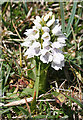 NM2624 : Orchid by Anne Burgess