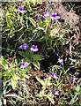 NM2624 : Common Butterwort (Pinguicula vulgaris) by Anne Burgess