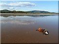 NX9154 : Mersehead Sands by Walter Baxter