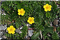 NM6124 : Silverweed (Potentilla anserina) by Anne Burgess