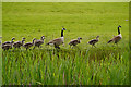 SD7807 : Canada Geese by David Dixon