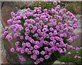 NM3718 : Thrift (Armeria maritima) by Anne Burgess