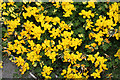 NM3718 : Bird's Foot Trefoil (Lotus corniculatus) by Anne Burgess