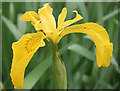 NM3119 : Yellow Flag Iris (Iris pseudacorus) by Anne Burgess