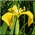 NM4828 : Yellow Flag Iris (Iris pseudacorus) by Anne Burgess