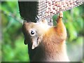 NX6869 : Red Squirrel from a bird hide at Ken-Dee Marshes RSPB Nature Reserve by John M Wheatley