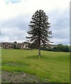 SJ9894 : Hattersley Monkey Puzzle Tree by Gerald England