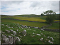 SD8266 : Limestone grassland and pastures near Lower Winskill by Karl and Ali