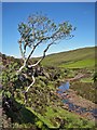 NG1946 : Tough tree by Richard Dorrell