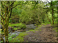 SD9801 : Staly Brook, Castle Clough by David Dixon