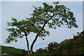 SH6905 : Rowan Tree at Bryn Eglwys, Gwynedd by Peter Trimming