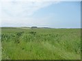 TA1171 : Wheat growing in Argam Field by Christine Johnstone