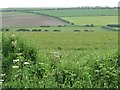 TA0772 : Wheat crop in Sand Closes by Christine Johnstone