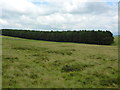  : Conifer plantation by John H Darch