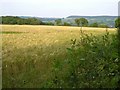 SY0788 : Barley by Naps Lane by Derek Harper