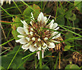 J4968 : Clover, Rough Island near Comber by Albert Bridge