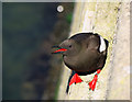 J5082 : Black Guillemot, Bangor by Rossographer