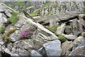 SH6660 : Bell Heather and Rock Debris by Mick Garratt