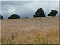 SK8404 : Oilseed rape crop under a cloudy sky by Christine Johnstone