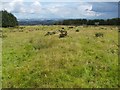 NS4660 : Remains of a field dyke by Lairich Rig