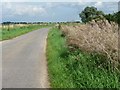 TF2514 : Self-seeded oilseed rape on Wash Bank by Christine Johnstone