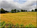 H5260 : Cornfield, Dunbiggan by Kenneth  Allen