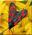 C9342 : Six-spot burnet moth, Portballintrae by Albert Bridge