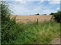 SK9813 : Double field gate into wheatfield by Christine Johnstone